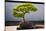 Japanese Bonsai tree in National Arboretum, Washington D.C.-null-Stretched Canvas