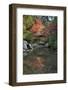 Japanese Bridge in Momijidani Park (Japanese Maple Park) in Autumn-Stuart Black-Framed Photographic Print