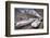 Japanese Bullet Trains-null-Framed Art Print