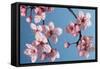 Japanese Bush Cherry-null-Framed Stretched Canvas