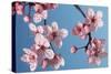 Japanese Bush Cherry-null-Stretched Canvas
