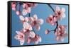 Japanese Bush Cherry-null-Framed Stretched Canvas