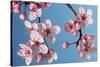 Japanese Bush Cherry-null-Stretched Canvas