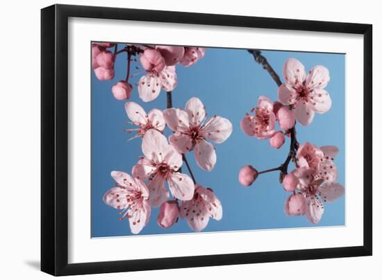 Japanese Bush Cherry-null-Framed Photographic Print