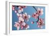 Japanese Bush Cherry-null-Framed Photographic Print