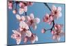 Japanese Bush Cherry-null-Mounted Photographic Print