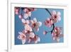 Japanese Bush Cherry-null-Framed Photographic Print