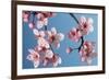 Japanese Bush Cherry-null-Framed Photographic Print