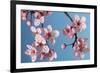 Japanese Bush Cherry-null-Framed Photographic Print