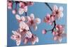 Japanese Bush Cherry-null-Mounted Photographic Print