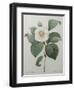 Japanese Camellia-Pierre-Joseph Redoute-Framed Art Print