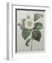 Japanese Camellia-Pierre-Joseph Redoute-Framed Art Print