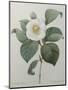 Japanese Camellia-Pierre-Joseph Redoute-Mounted Art Print