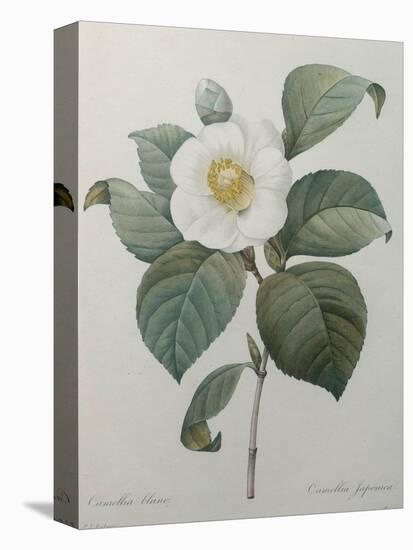 Japanese Camellia-Pierre-Joseph Redoute-Stretched Canvas