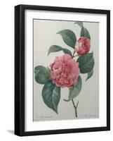 Japanese Camellia-Pierre-Joseph Redoute-Framed Art Print