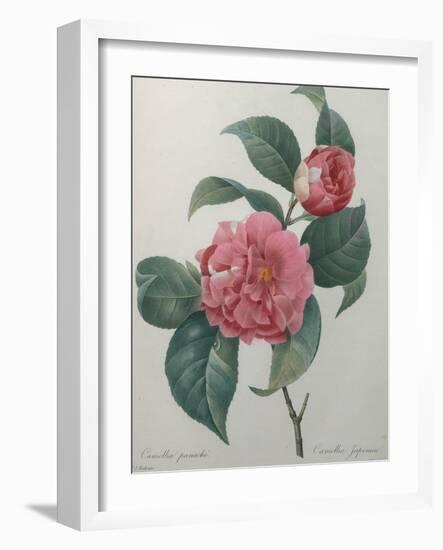 Japanese Camellia-Pierre-Joseph Redoute-Framed Art Print