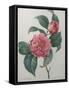 Japanese Camellia-Pierre-Joseph Redoute-Framed Stretched Canvas