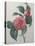 Japanese Camellia-Pierre-Joseph Redoute-Stretched Canvas