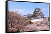 Japanese Castle and Beautiful Pink Cherry Blossom Shot in Japan-aslysun-Framed Stretched Canvas