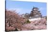 Japanese Castle and Beautiful Pink Cherry Blossom Shot in Japan-aslysun-Stretched Canvas