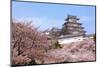 Japanese Castle and Beautiful Pink Cherry Blossom Shot in Japan-aslysun-Mounted Photographic Print