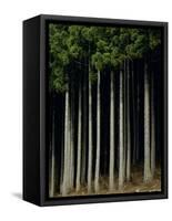 Japanese cedar forest, Akita Prefecture, Japan-Aso Fujita-Framed Stretched Canvas