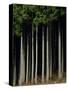 Japanese cedar forest, Akita Prefecture, Japan-Aso Fujita-Stretched Canvas