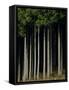 Japanese cedar forest, Akita Prefecture, Japan-Aso Fujita-Framed Stretched Canvas