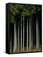 Japanese cedar forest, Akita Prefecture, Japan-Aso Fujita-Framed Stretched Canvas