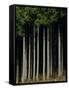 Japanese cedar forest, Akita Prefecture, Japan-Aso Fujita-Framed Stretched Canvas