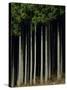 Japanese cedar forest, Akita Prefecture, Japan-Aso Fujita-Stretched Canvas