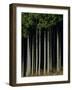 Japanese cedar forest, Akita Prefecture, Japan-Aso Fujita-Framed Photographic Print