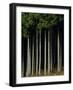 Japanese cedar forest, Akita Prefecture, Japan-Aso Fujita-Framed Photographic Print