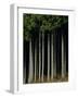 Japanese cedar forest, Akita Prefecture, Japan-Aso Fujita-Framed Photographic Print