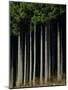 Japanese cedar forest, Akita Prefecture, Japan-Aso Fujita-Mounted Photographic Print