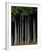 Japanese cedar forest, Akita Prefecture, Japan-Aso Fujita-Framed Photographic Print