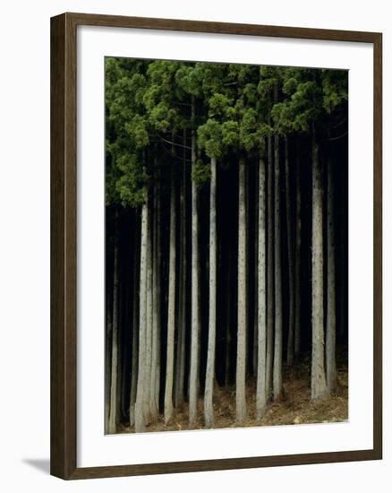 Japanese cedar forest, Akita Prefecture, Japan-Aso Fujita-Framed Photographic Print