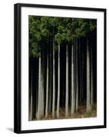 Japanese cedar forest, Akita Prefecture, Japan-Aso Fujita-Framed Photographic Print