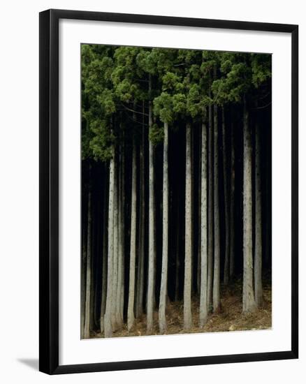 Japanese cedar forest, Akita Prefecture, Japan-Aso Fujita-Framed Photographic Print