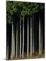 Japanese cedar forest, Akita Prefecture, Japan-Aso Fujita-Mounted Photographic Print