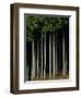 Japanese cedar forest, Akita Prefecture, Japan-Aso Fujita-Framed Photographic Print