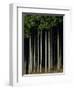 Japanese cedar forest, Akita Prefecture, Japan-Aso Fujita-Framed Photographic Print