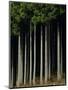 Japanese cedar forest, Akita Prefecture, Japan-Aso Fujita-Mounted Photographic Print