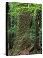 Japanese Cedar-null-Stretched Canvas