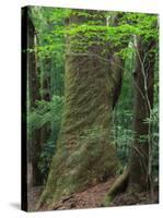 Japanese Cedar-null-Stretched Canvas