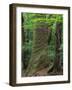 Japanese Cedar-null-Framed Premium Photographic Print