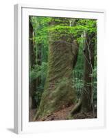Japanese Cedar-null-Framed Photographic Print