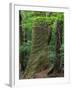 Japanese Cedar-null-Framed Photographic Print