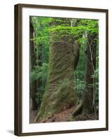 Japanese Cedar-null-Framed Photographic Print