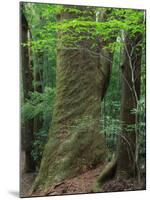 Japanese Cedar-null-Mounted Photographic Print